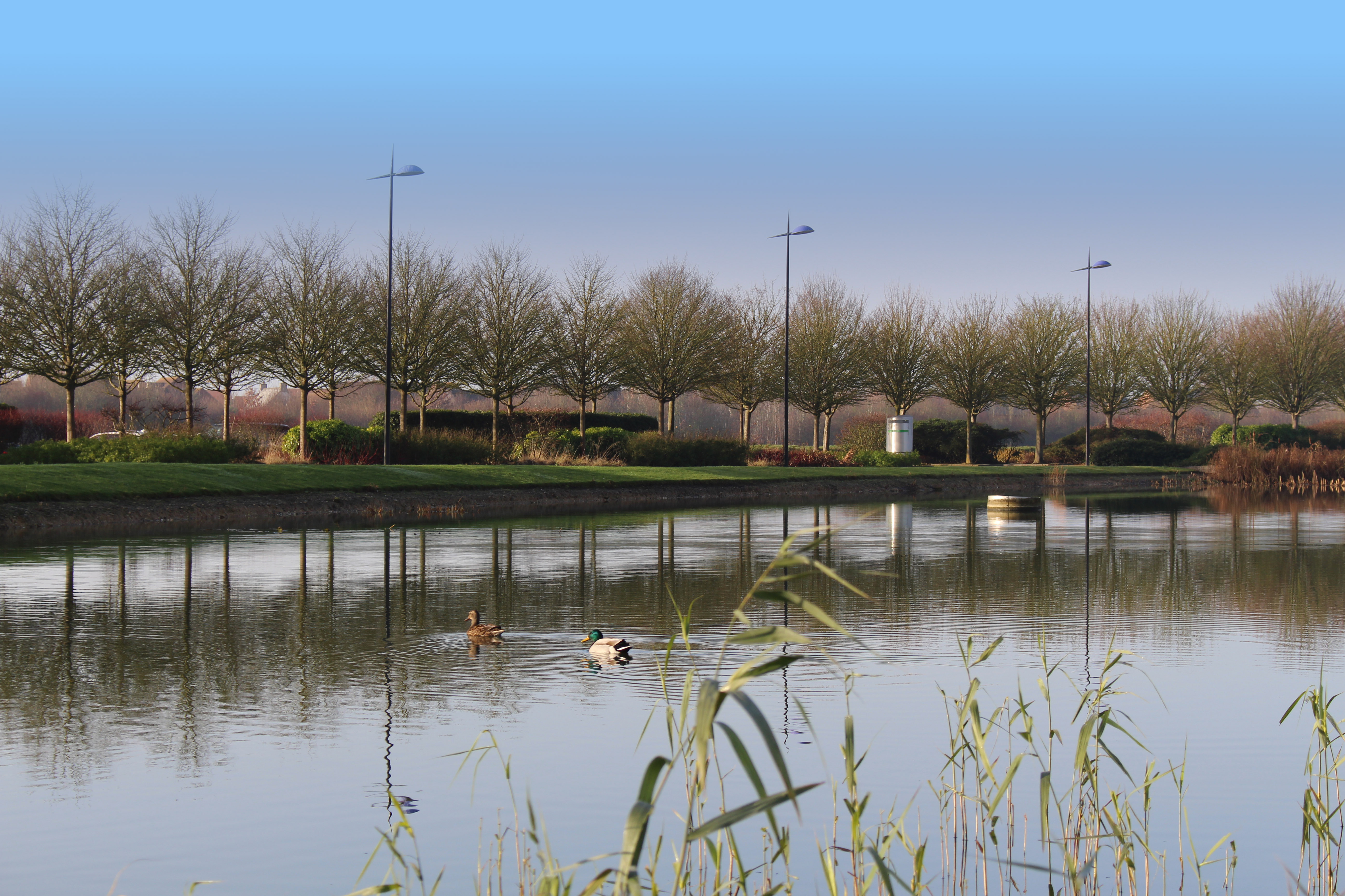 Ducks on lake in front of Hybrid Software Helix office building
