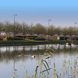 Ducks on lake in front of Hybrid Software Helix office building